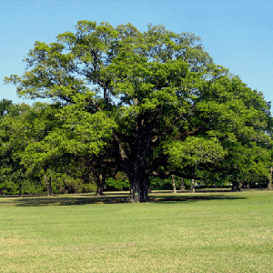 Oak Tree on front lawn